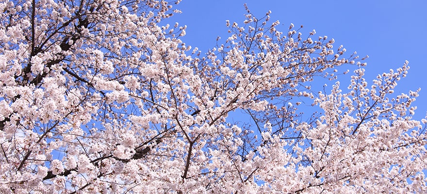 お花見におすすめのスイーツは 手土産にオススメのお菓子 セルビスライフデザイン